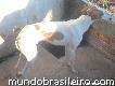 Filhotes de Galgo Espanhol(o cão mais rápido do mundo)!